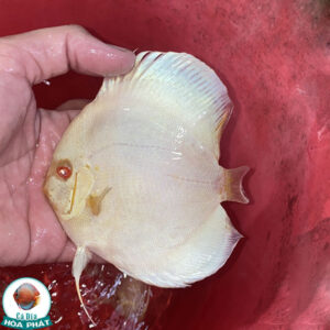 Cá Dĩa Albino Lam