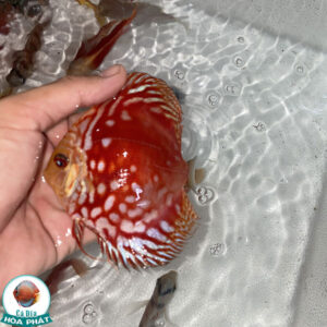 Cá Dĩa Đỏ Red Panda