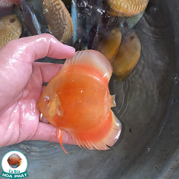 ca-dia-red-albino Cá Dĩa Red Albino