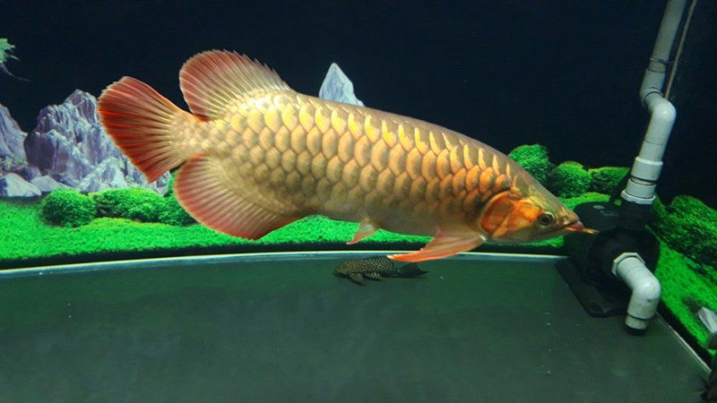 Nguyên nhân cá rồng bỏ ăn