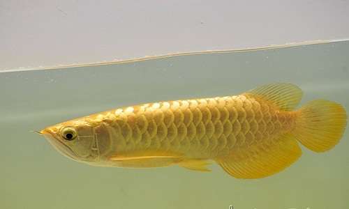 Kim Long Quá Bối