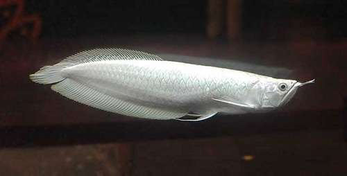 Cá rồng Ngân Long