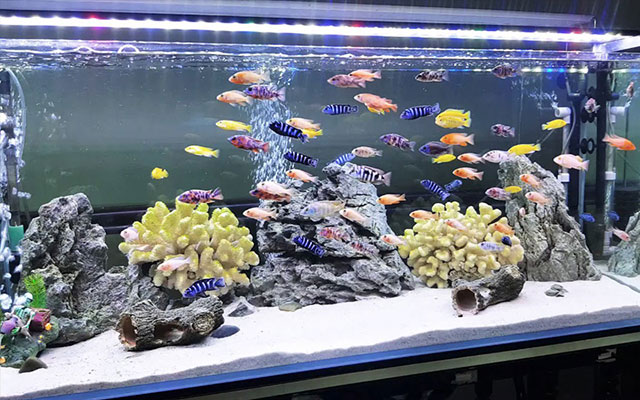 Cách thay nước bể cá cảnh