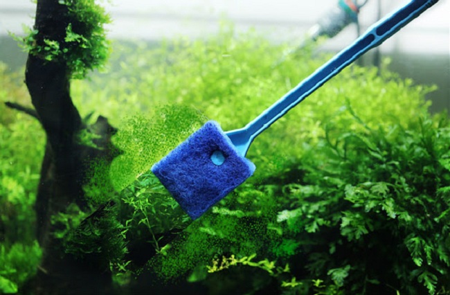 Cách xử lý nước hồ cá bị xanh cực kỳ đơn giản và hiệu quả