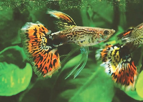 Guppy – cá 7 màu