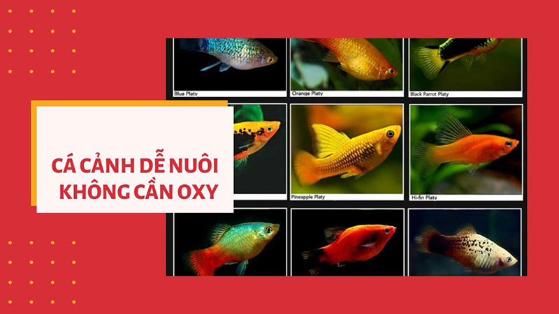Những loại cá cảnh dễ nuôi không cần oxy
