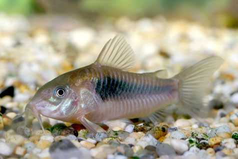 Cá Chuột Gấu Trúc - Corydoras Panda