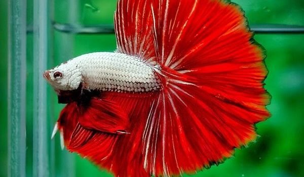 Cá betta ăn gì? Cách cho cá betta ăn