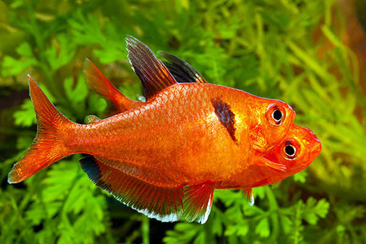 Cá Hồng Nhung – Ember Tetra