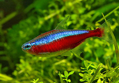 Cá Neon Vua – Cardinal Tetras