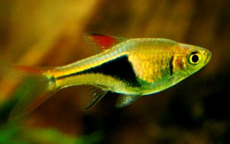 Cá Tam Giác – Harlequin Tetras