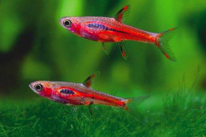 Cá Trâm – Chili Rasbora / Mosquito Rasbora