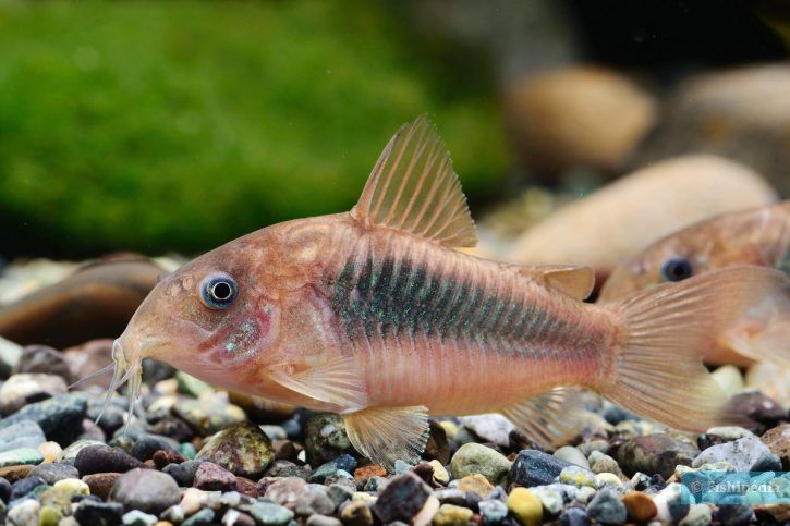 Cá Chuột Dọn Bể