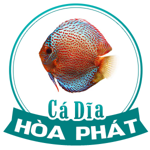 Cá Dĩa Hòa Phát