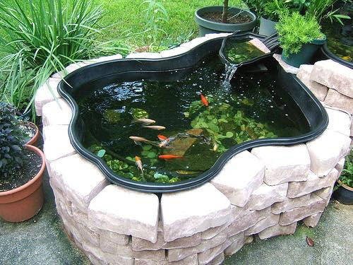Ưu, nhược điểm và Cách nuôi cá cảnh trong thùng nhựa