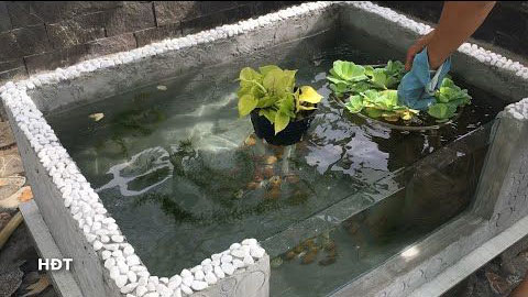 Ưu và nhược điểm của nuôi cá cảnh trong thùng xốp