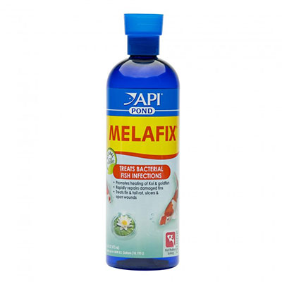 Dung dịch kháng khuẩn Melafix trị nấm đen cá rồng