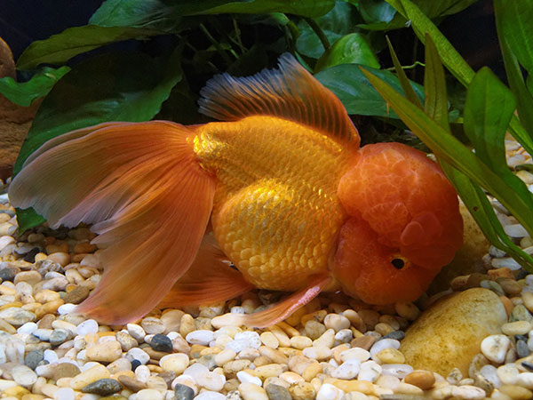 Cá vàng đầu lân (oranda goldfish)