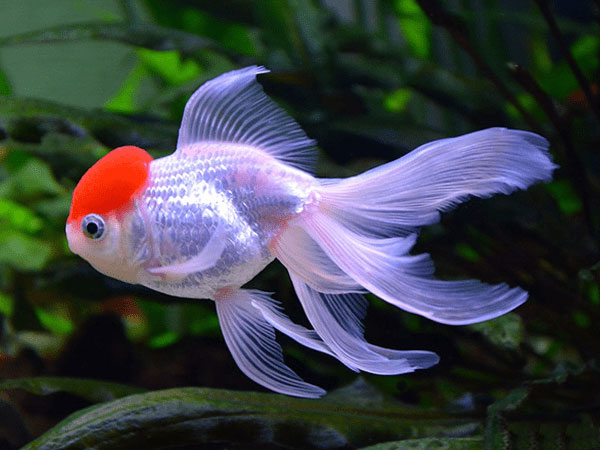 Cá vàng hạc đỉnh hồng (redcap oranda)