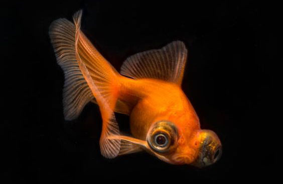 Cá vàng mắt lồi đuôi bướm (telescope goldfish):