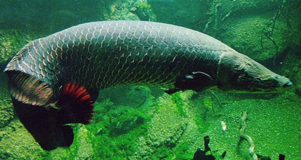 Cá hải tượng