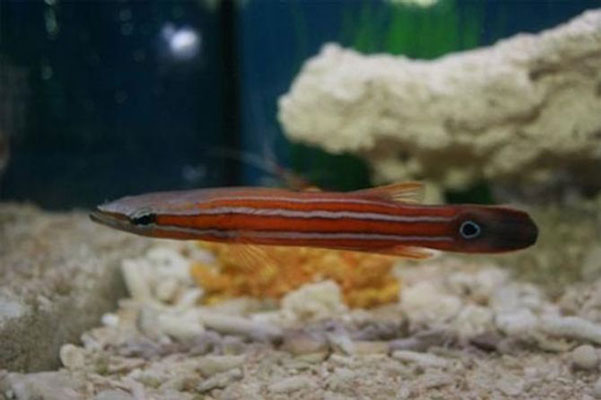 Cá Perch đầu dẹt
