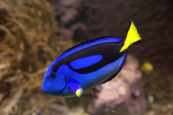 Cá Regal Tang