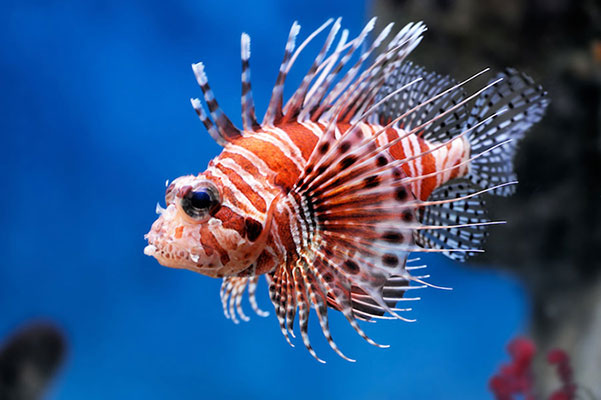 Cá sư tử Lionfish