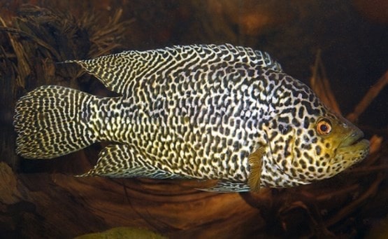 Cá Ali- Pseudotropheus Demasoni