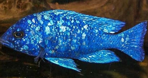 Cá Ali Venustus – Venustus Cichlid