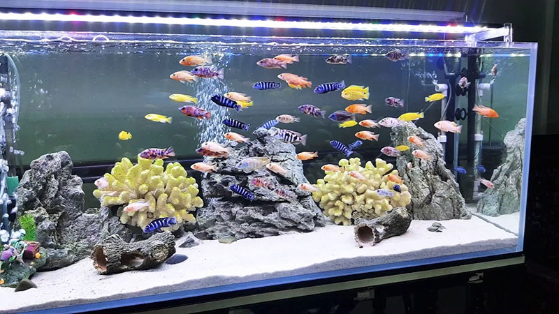 Kỹ thuật nuôi cá Ali