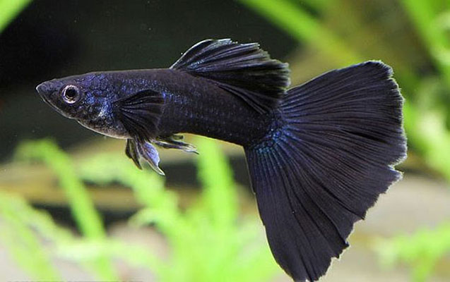 Cá 7 màu Full Black
