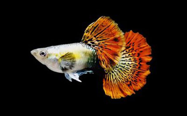 Rồng Đỏ Guppy