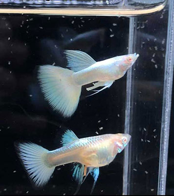 Cá Full Platinum Guppy