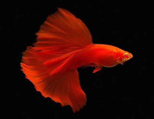 Cá Guppy Full Red