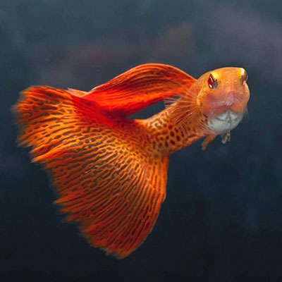 Cá Red Lace Guppy