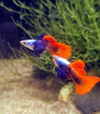 Dumbo Red Tail Guppy