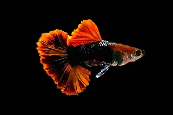HB Red Rose Guppy