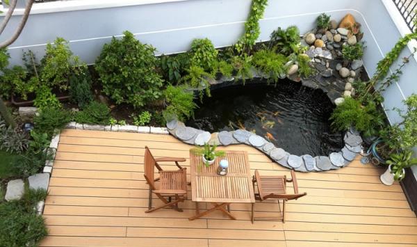 Cách nuôi cá bảy màu trong hồ xi măng