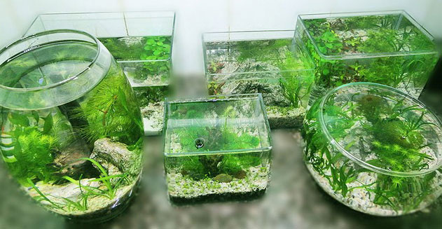Hướng dẫn cách nuôi cá bảy màu trong chậu nhỏ