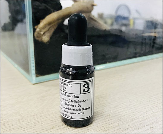 Cách trị bệnh cá bảy màu bị thối thân, thối đuôi